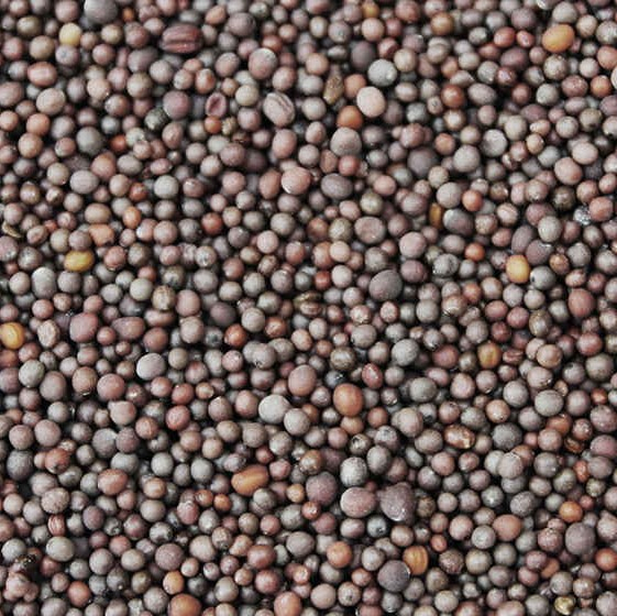 *Mosterdzaad bruin heel